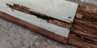 Hollow-Sounding Wood