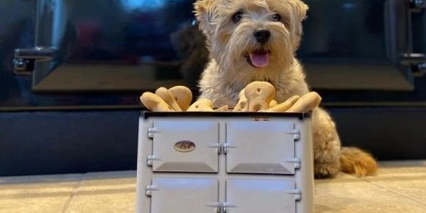 a dog is standing next to an AGA gas cooker