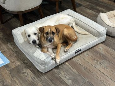 dogs in a comfortable bed resting at camp bark