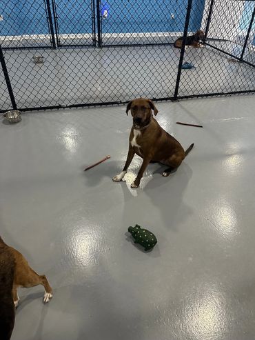Dog safely playing in our interior play space