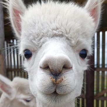 Rhum was born in 2021, he is a very curious alpaca and loves to roll in the mud !