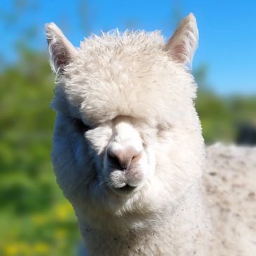 Robbie was also born in 2021, he can be told apart from Rhum only because he has a pinker nose ! He