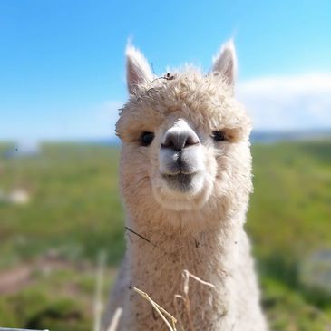 Archie was born on the Island in 2021. He is a very friendly alpaca and is normally first in the foo