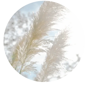 Pampas grasses filtering sunlight. #hypnotherapy #hypnotherapist #anxiety #stress #mentalhealth