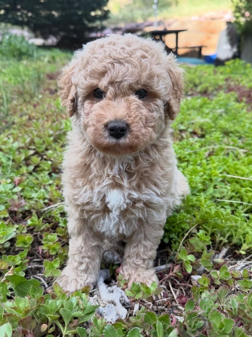 Curly-haired puppy sitting in green grass, looking into the camera.