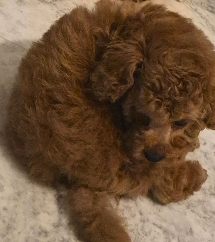 Curly-haired brown puppy resting on a marble floor.