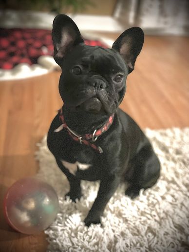 Black French bulldog