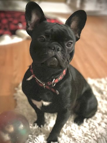 Black French bulldog