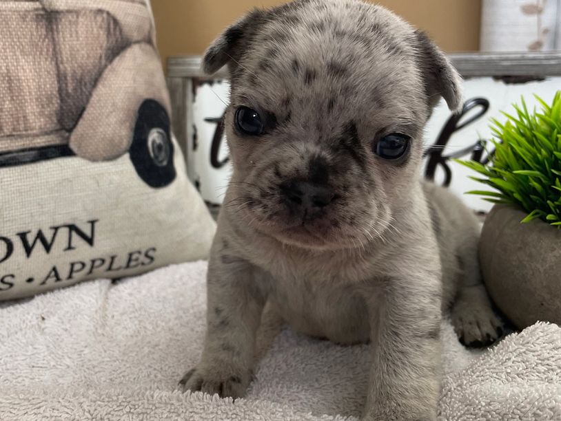 Merle French bulldog puppy