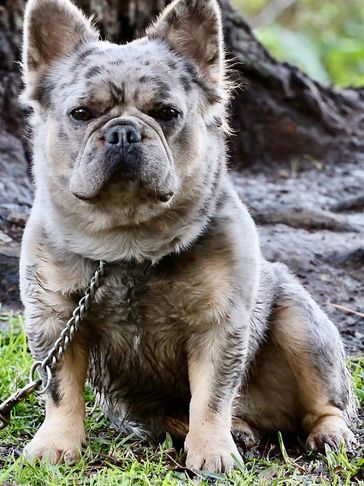 Blue Merle with tan points carrying rojo