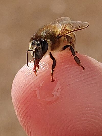 Honeybee silling honey off a finger tip
