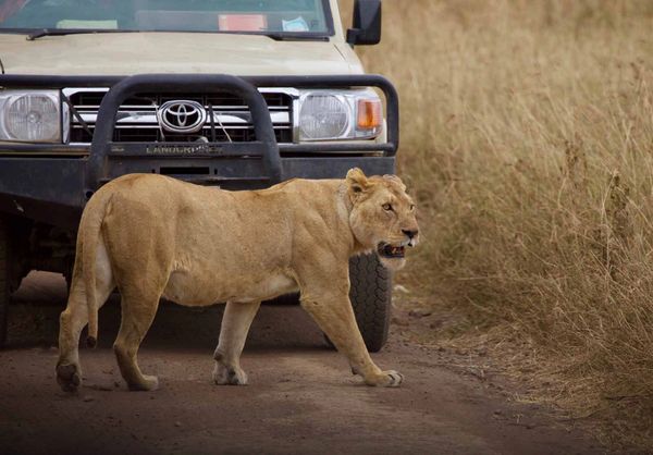 Game Drives Cape Vulture Lodge