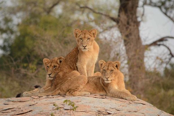 Lions Cape Vulture Lodge