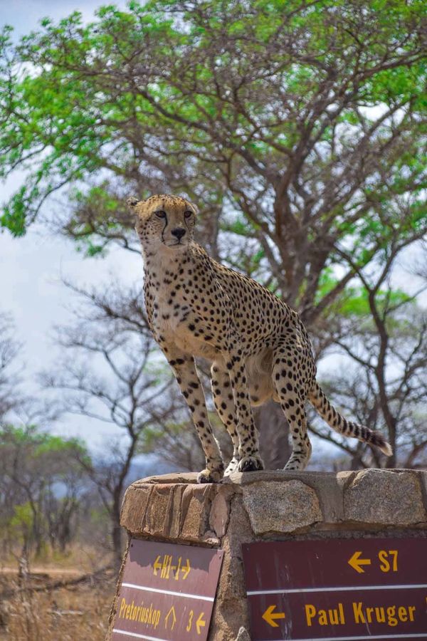 Cheetahs Cape Vulture Lodge