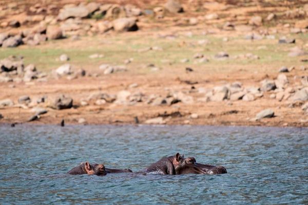Hippos Cape Vulture Lodge