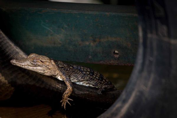 Alligators Cape Vulture Lodge