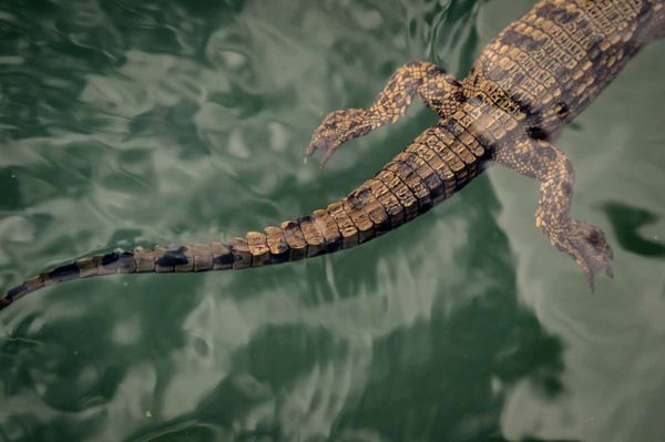 Alligators Cape Vulture Lodge