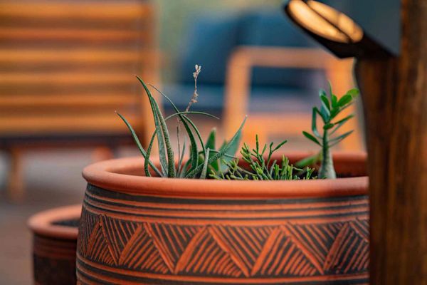 Planters Cape Vulture Lodge