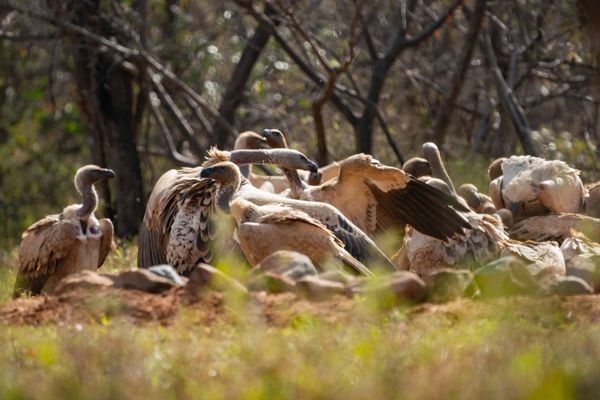 Cape Vultures Cape Vulture Lodge