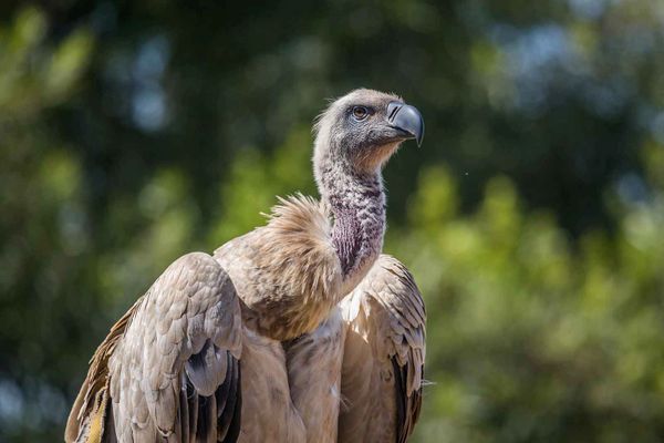 Cape Vulture Cape Vulture Lodge