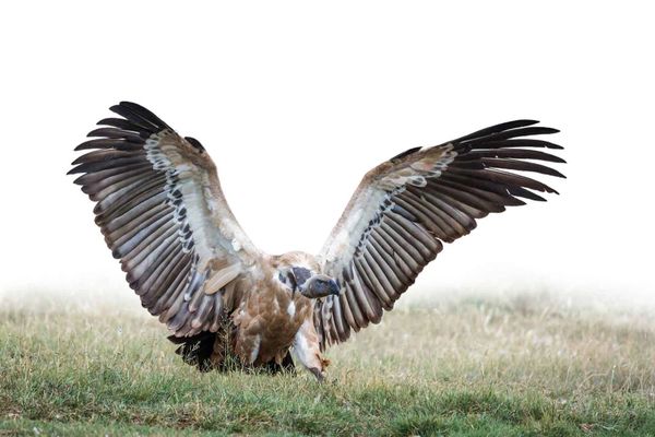 Cape Vultures Cape Vulture Lodge
