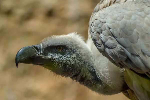 Cape Vultures Cape Vulture Lodge