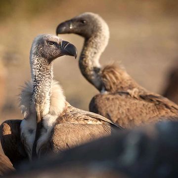 Cape Vultures Cape Vulture Lodge