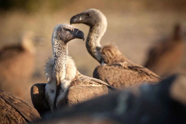 Cape Vultures Cape Vulture Lodge