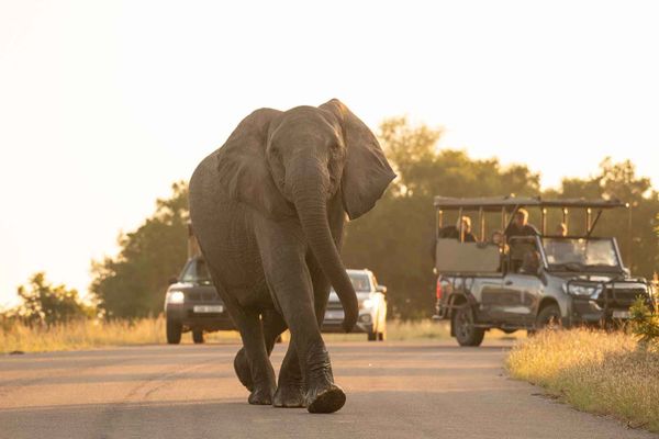 Game Drives Cape Vulture Lodge