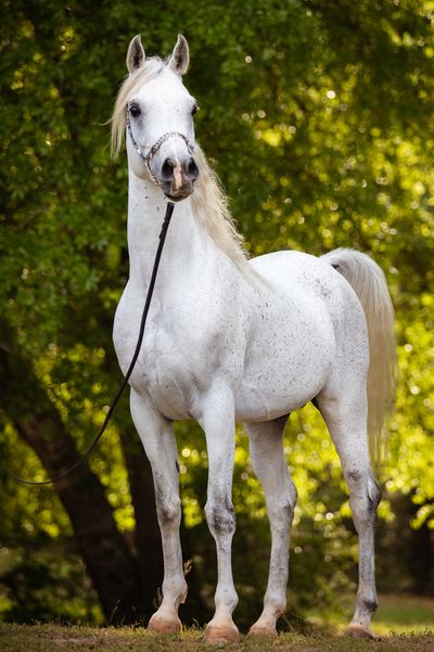 Bolero PMA 
2016 Straight Egyptian Stallion
Al Khamsa
ASIL