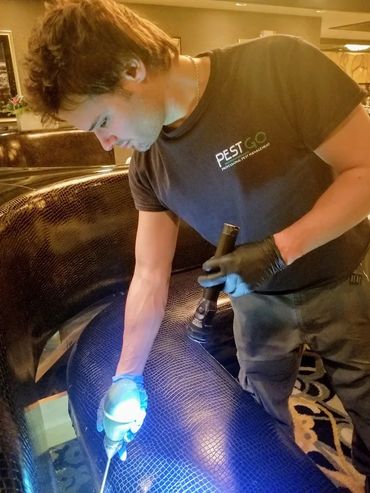 A pest control worker inspects a sofa with a flashlight and tool.