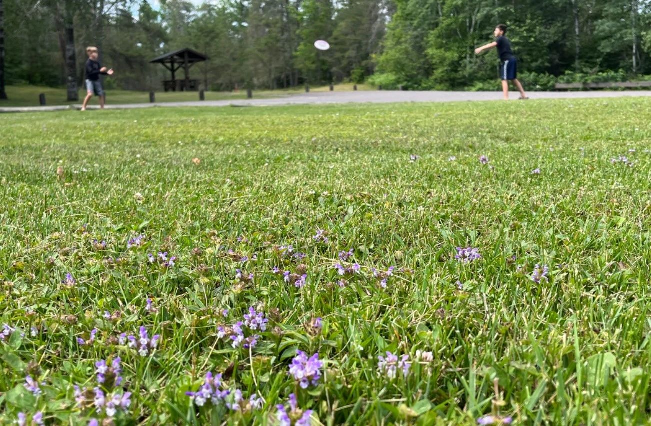 Make a difference by converting to a no-mow native flowering lawn