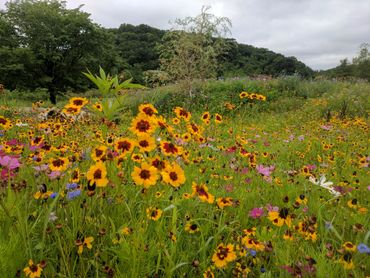 The pollinators love us at Second Nature at Reads Creek!