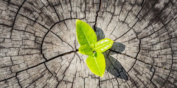 Memorial plantings, funeral gift, remembrance, trees, living memorial, Second Nature at Reads Creek