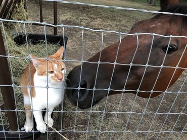 Horses, Texas, horse rescue, barn cat, cat rescue, Weatherford Texas 
