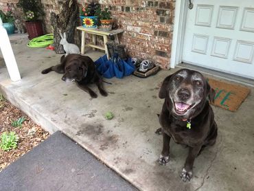 Chocolate labs, labs in Texas, dog rescue, older dogs, animals, Texas, animal sanctuary. 
