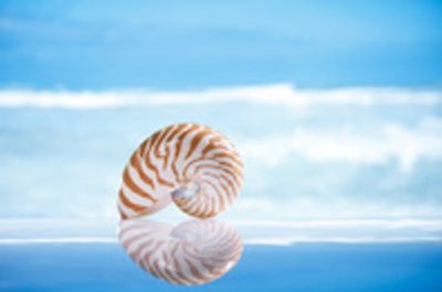the nautilus is the same shape as the inner ear.