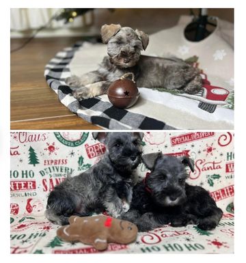 Two photos of adorable Schnauzer puppies with holiday-themed backgrounds and toys.