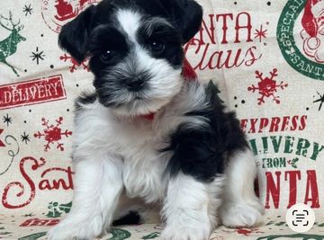 A black and white puppy sitting.