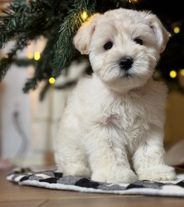 Adorable fluffy white puppy sitting indoors.