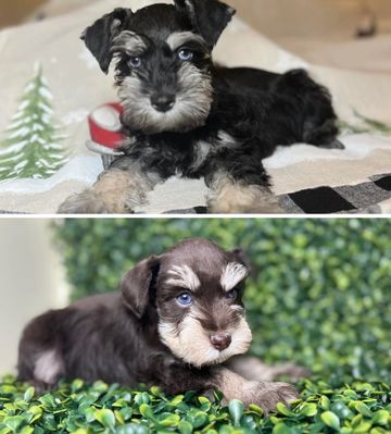 Two adorable puppies lying down in different settings.