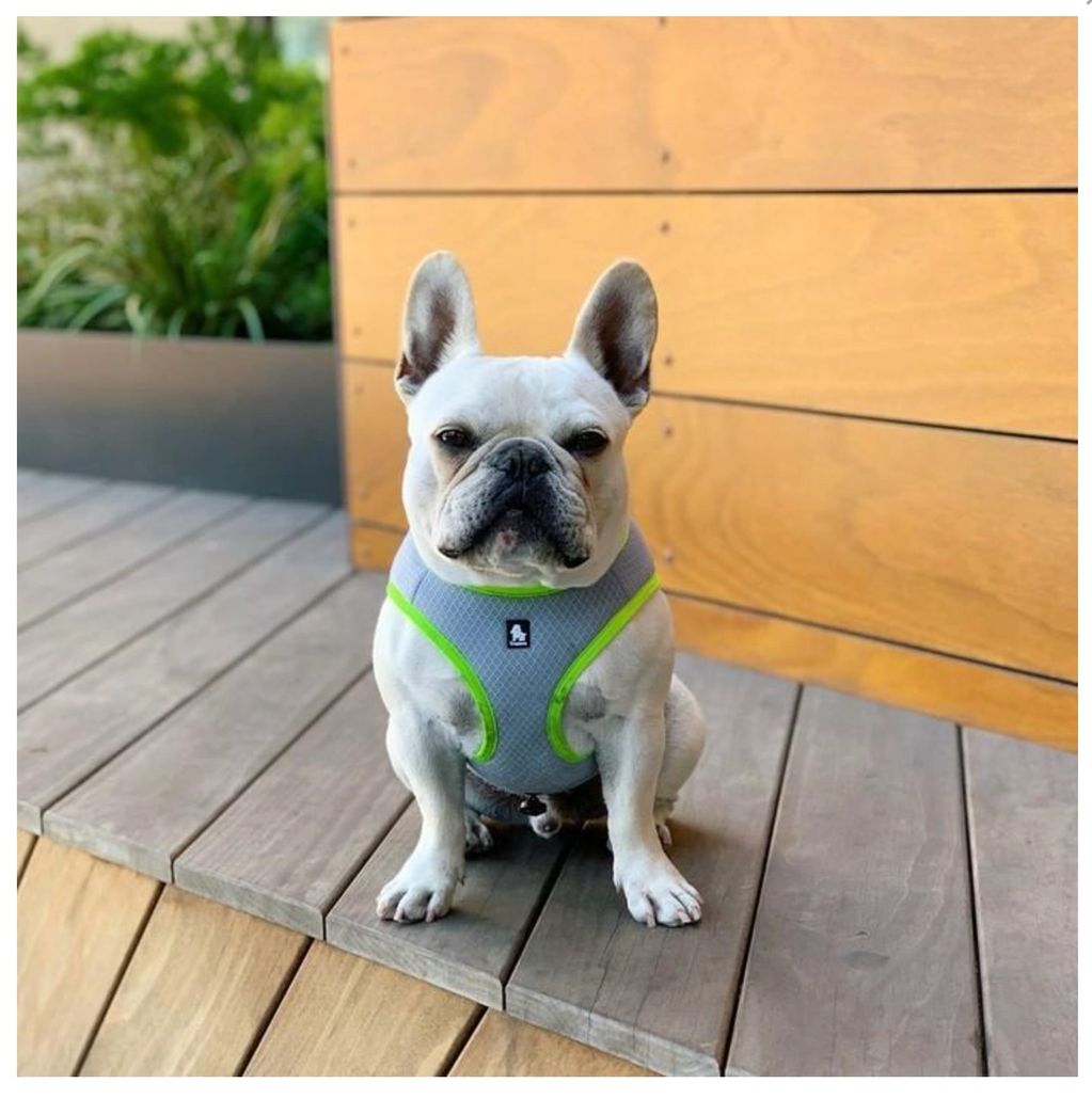 Picture from: https://barkindustry.com/products/dog-cooling-vest