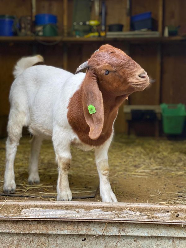 Livvy is blind & suffers from neurological issues.  She is one of our newest residents.