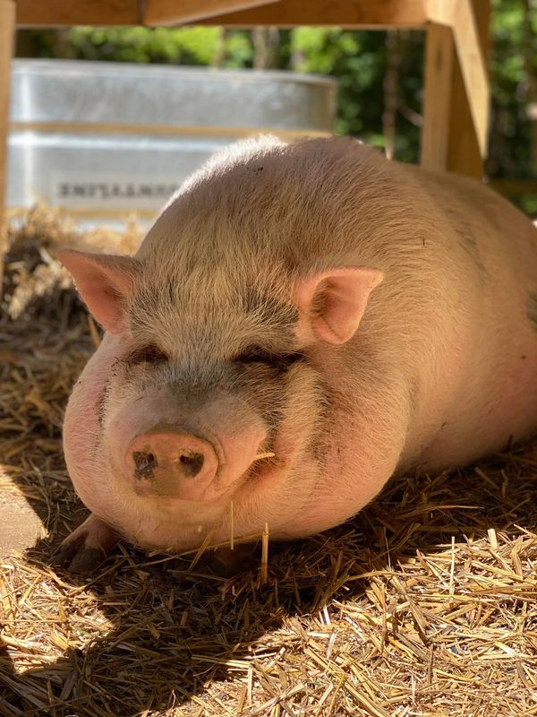 Frederick the Fabulous