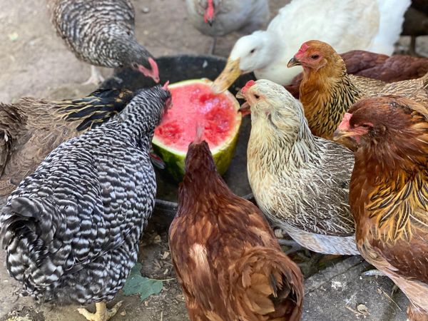 Just some of girls enjoying summer watermelon