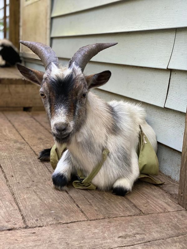 Sweet old man, Tank, who is no longer with us.