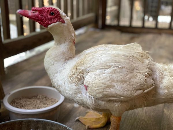 Juke, who is no longer with us.