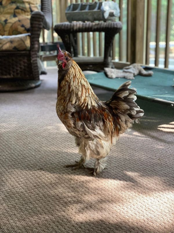 Piri the house rooster - he's a riot