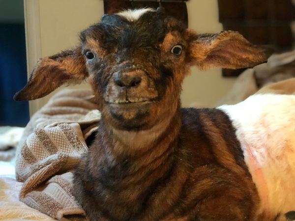 Our sweet Ellie, who is no longer with us.