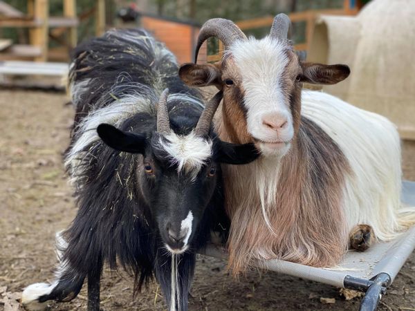 S'More and her brother, Pancake